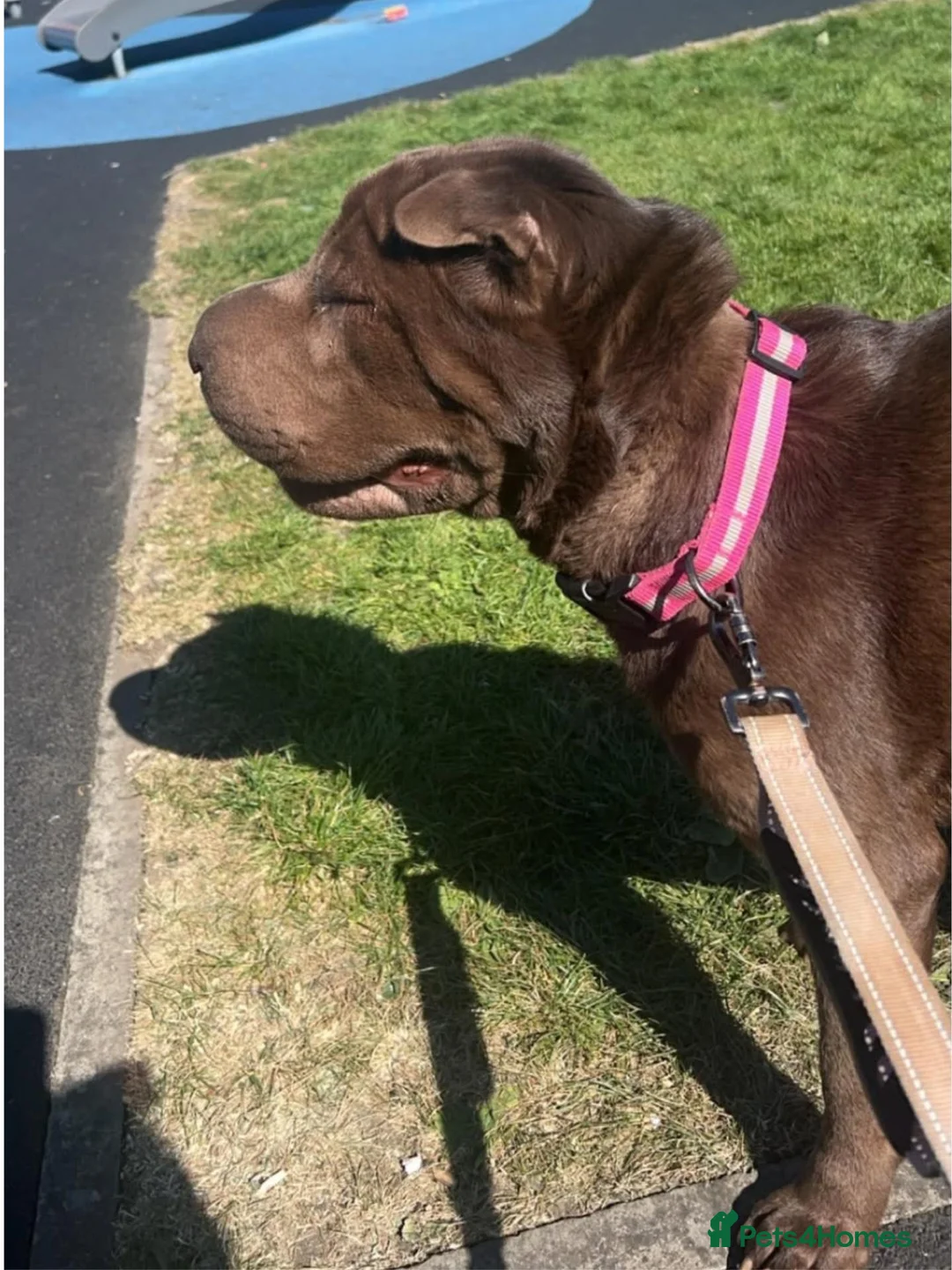 Shar Pei dogs for adoption: Keeva – Gentle, Playful Girl Looking for a Family - Advert 5
