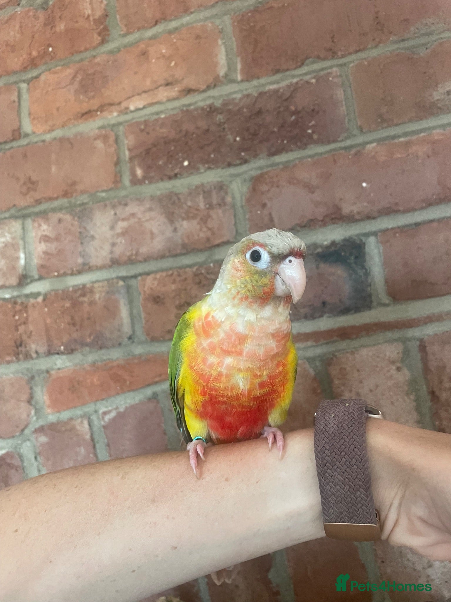 Conures birds Pineapple Green Cheek Conure  - Advert 1
