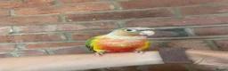 Conures birds for sale: Pineapple Green Cheek Conure  in Montgomery - Advert 1