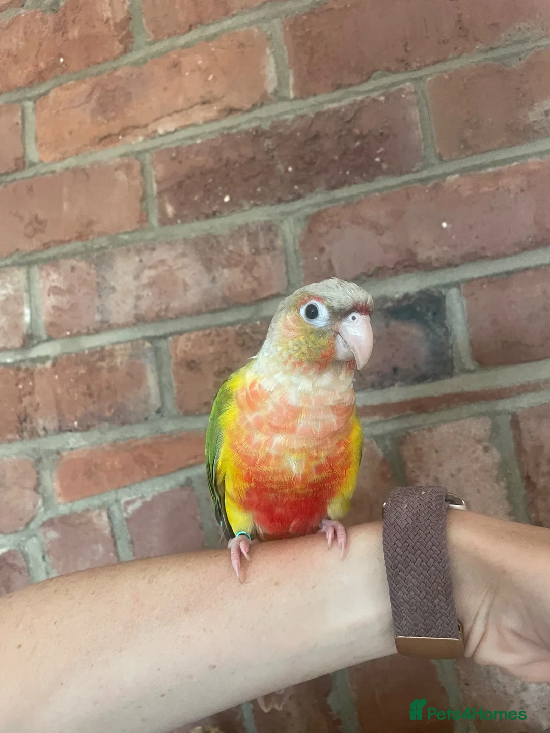 Conures birds for sale: Pineapple Green Cheek Conure  in Montgomery - Advert 1