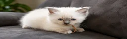 Ragdoll cats for sale: Female ragdoll kitten £750 - Advert 26