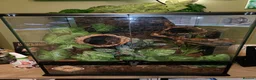 Gecko reptiles for sale: Crested gecko with full bio set up - Advert 9