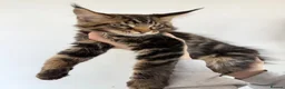 Maine Coon cats for sale: 3 Beautiful Russian import kittens TICA  - Advert 3