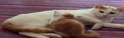 Domestic Shorthair cats for adoption: 2 ginger & white rescue kittens waiting for homes - Advert 4