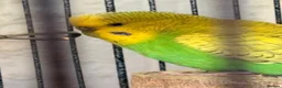 Budgerigars birds for sale: 2 Budgies and their full cage  - Advert 2