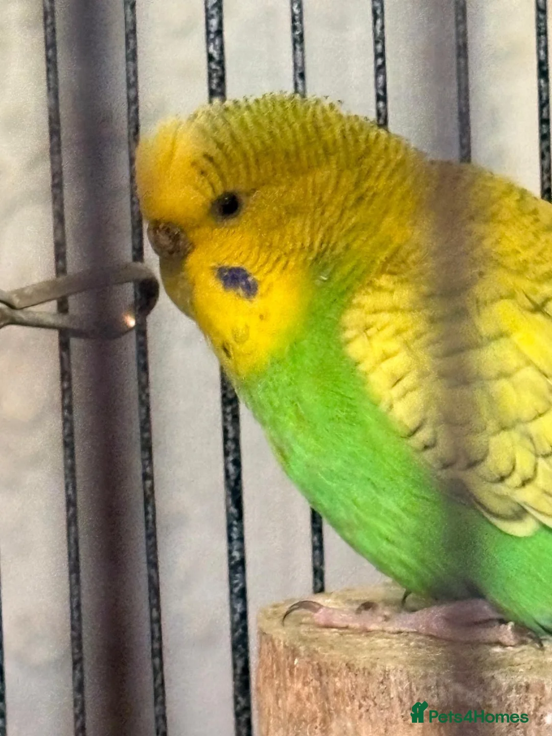 Budgerigars birds for sale: 2 Budgies and their full cage  - Advert 2