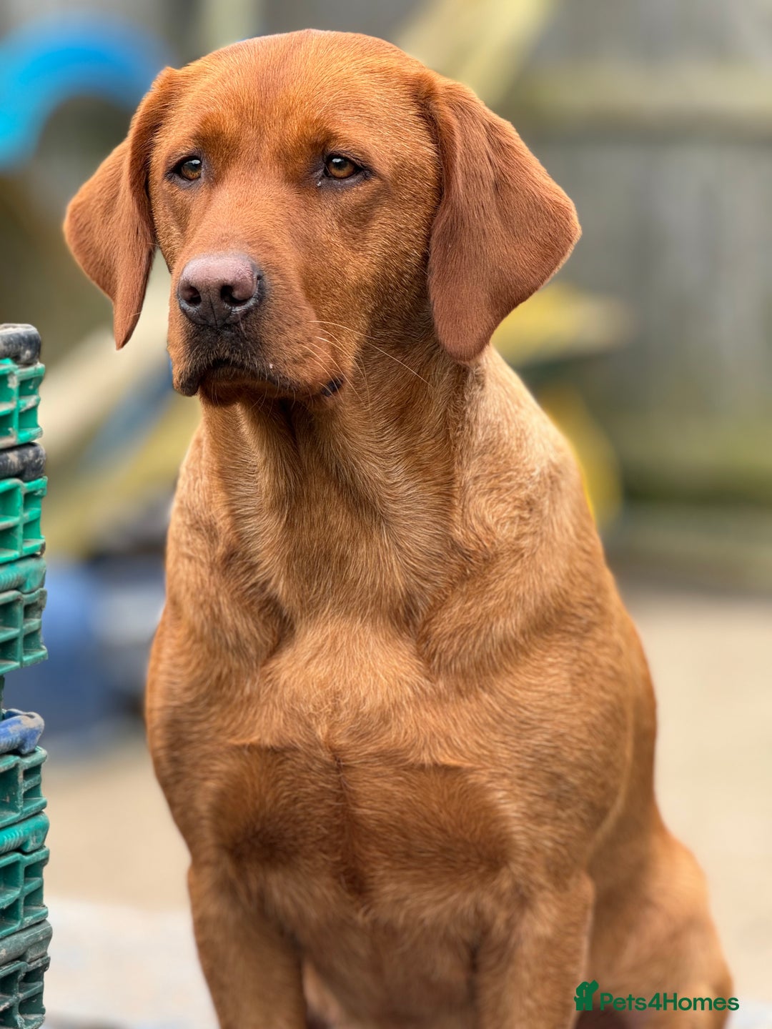 Labrador Retriever dogs for sale: Ready to leave, KC Labrador litter, boys & girls  - Image 22