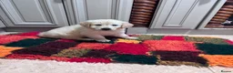 Golden Retriever dogs for sale: Golden retriever puppies - Advert 19