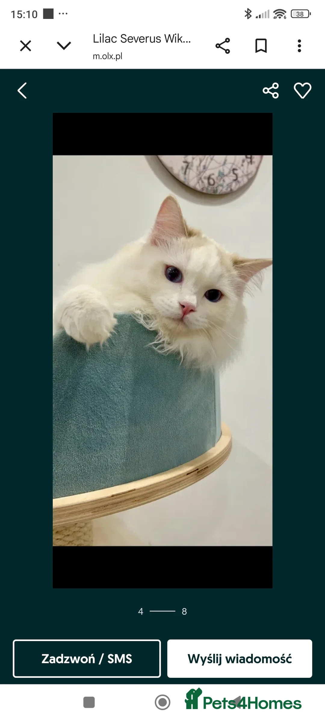 Ragdoll cats for sale: Lilac active ragdoll male - Advert 4