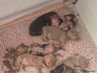 Miniature Dachshund dogs ⭐️KC Health Tested Miniature Dachshund Pups ⭐️ - Advert 8
