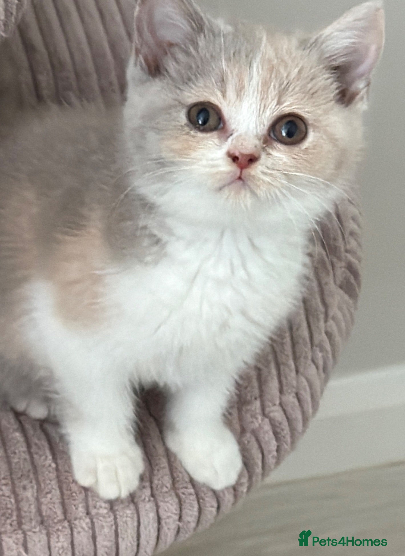 British Shorthair cats Pretty British Shorthair Kittens - Advert 2