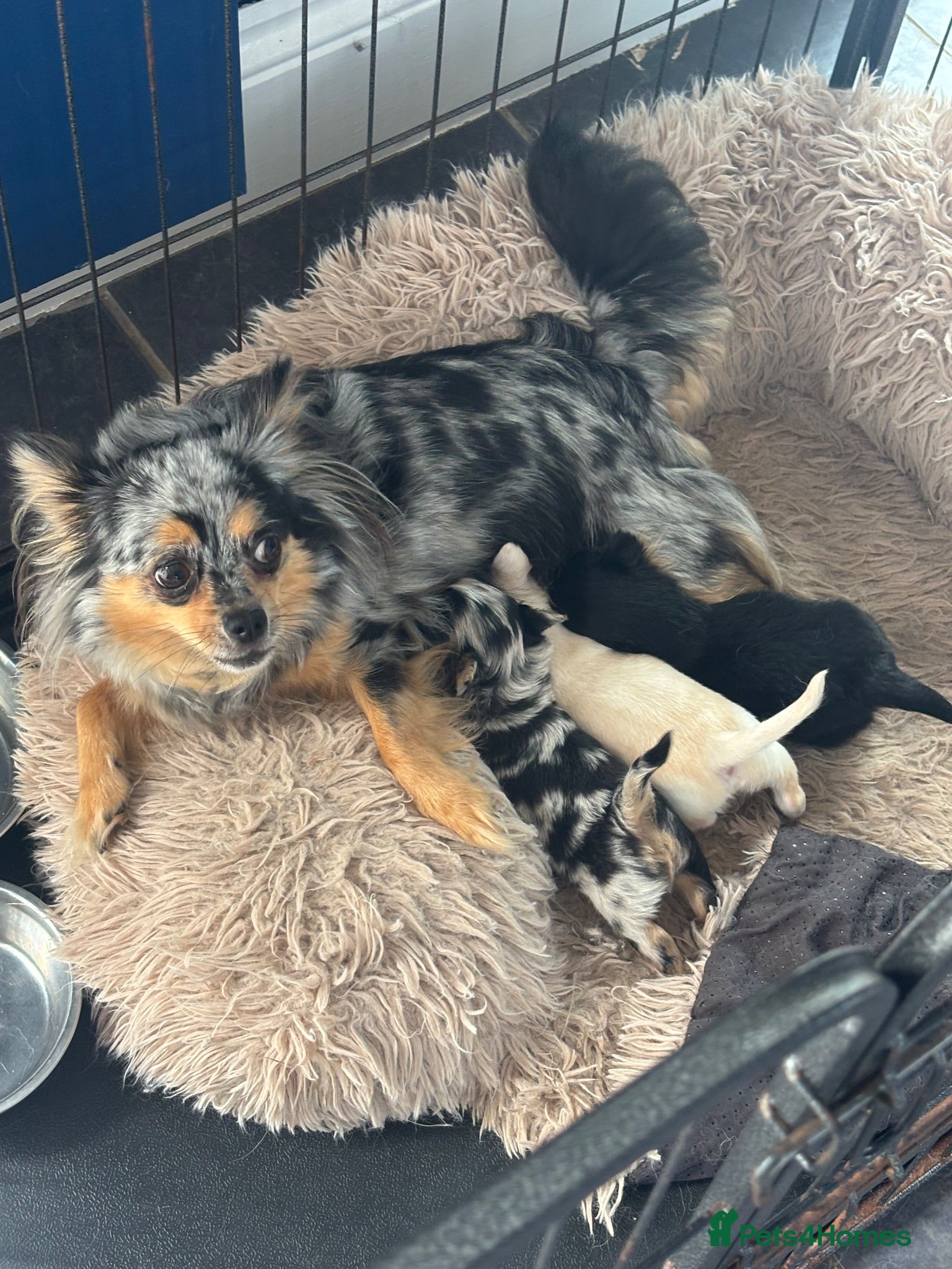Chihuahua dogs 3 STUNNING LONGHAIRED MERLE CHIHUAHUAS  - Advert 8