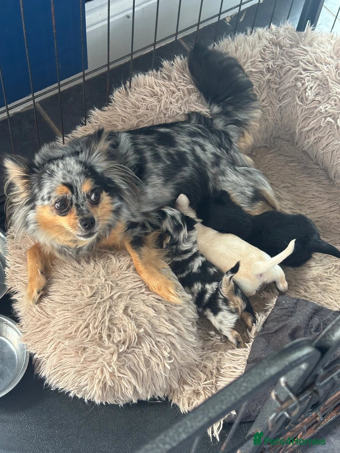 Chihuahua dogs for sale: 3 STUNNING LONGHAIRED MERLE CHIHUAHUAS  - Advert 1
