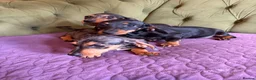 Miniature Dachshund dogs for sale: Mini sausage dogs. Family bred/health checked  - Advert 12