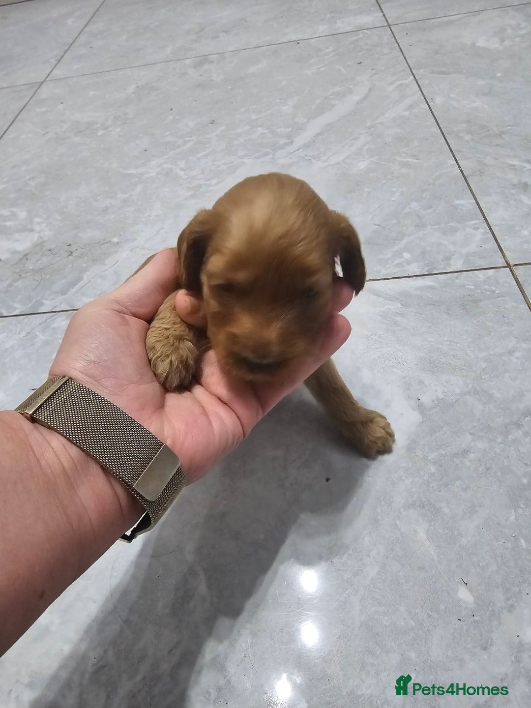 Cockapoo dogs for sale: Cockapoos for sale  - Image 9