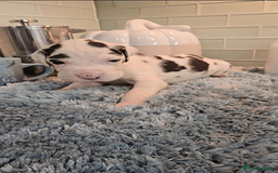 Great Dane dogs for sale: Kc & Beautiful Litter of Chunky Great Dane Puppies - Advert 16