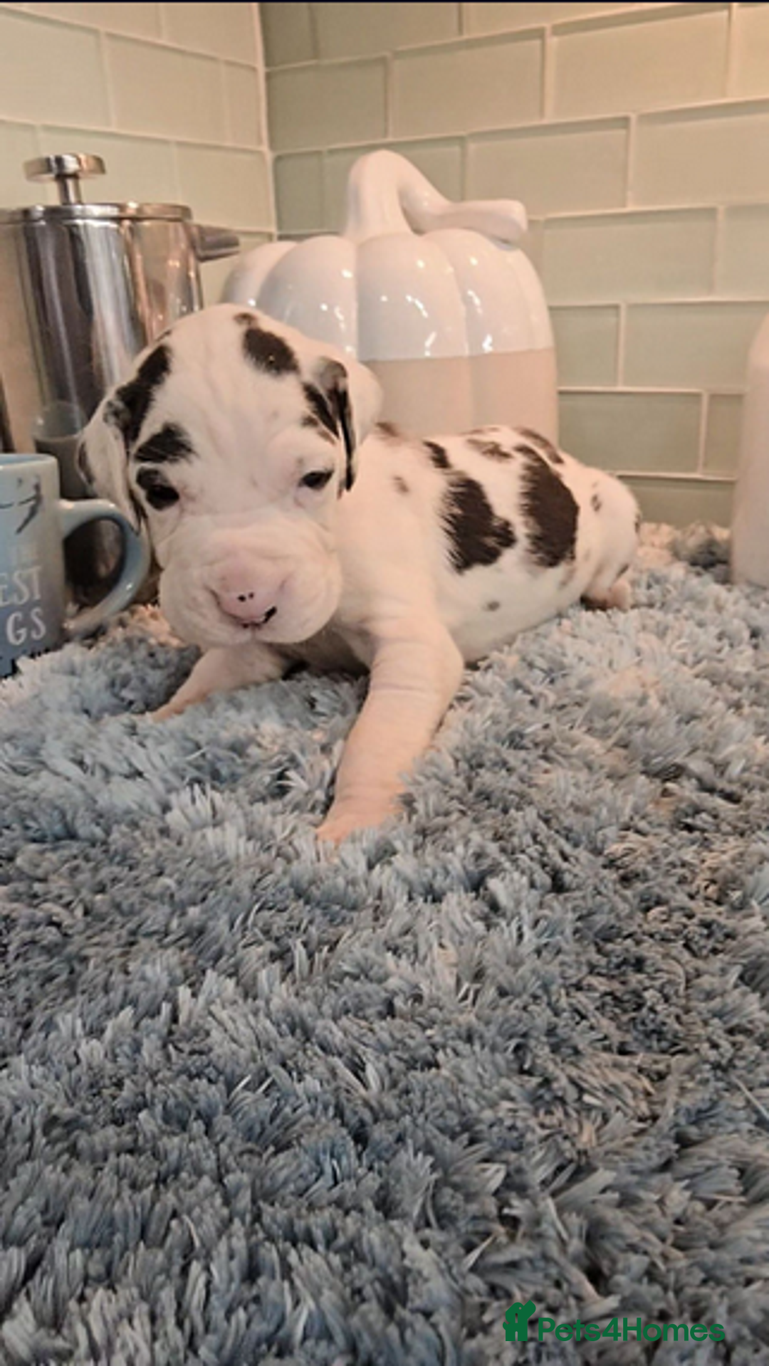 Great Dane dogs for sale: Kc & Beautiful Litter of Chunky Great Dane Puppies - Advert 16