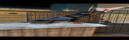 Dobermann dogs for sale: Thorough bred Doberman puppies available. - Advert 7
