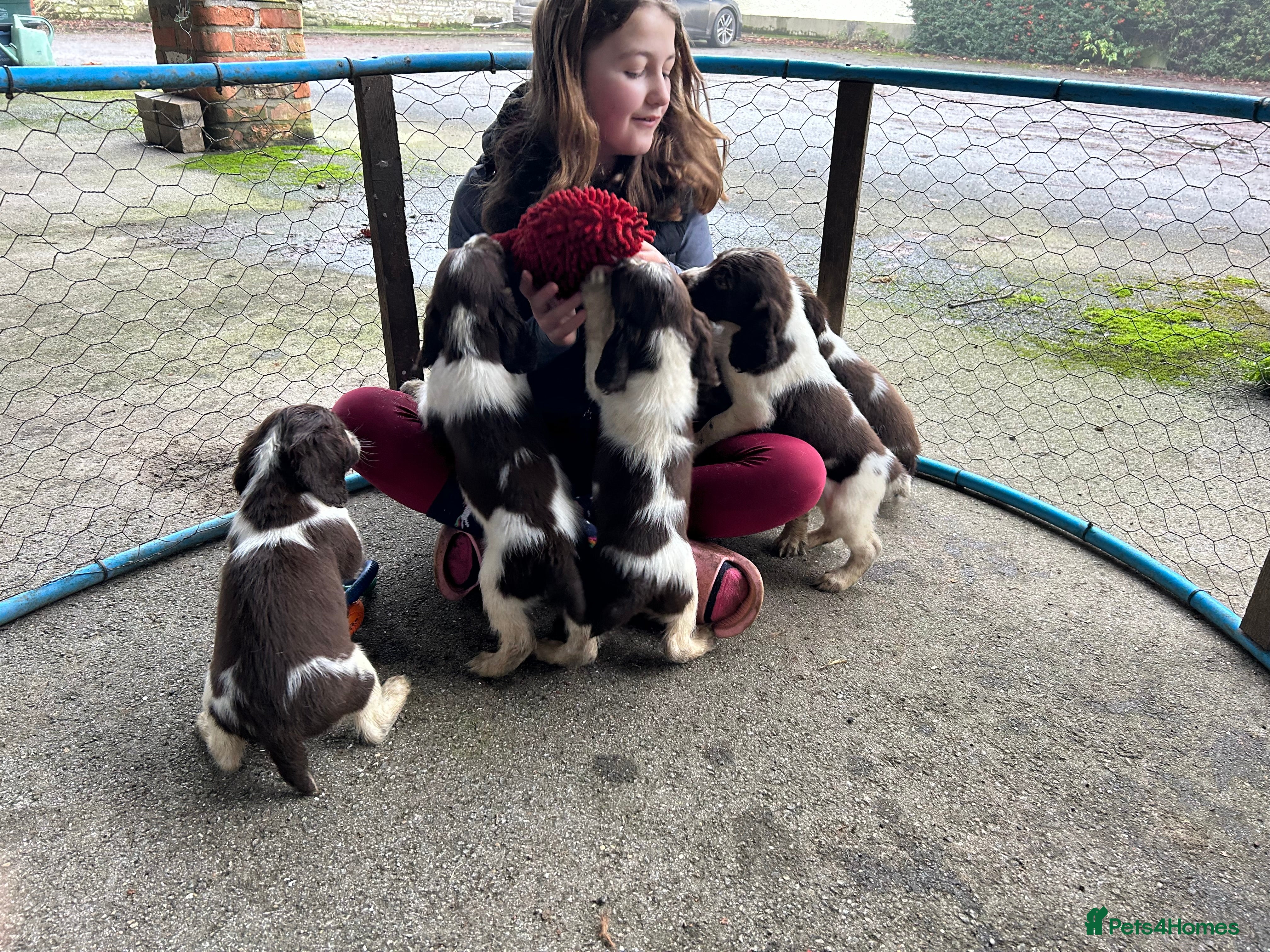 English Springer Spaniel dogs Springer spaniel pups - Advert 2