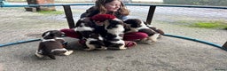 English Springer Spaniel dogs for sale: Springer spaniel pups - Advert 1