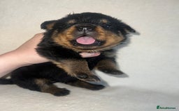 Rottweiler dogs for sale: Stunning Rottweiler puppies  - Image 14