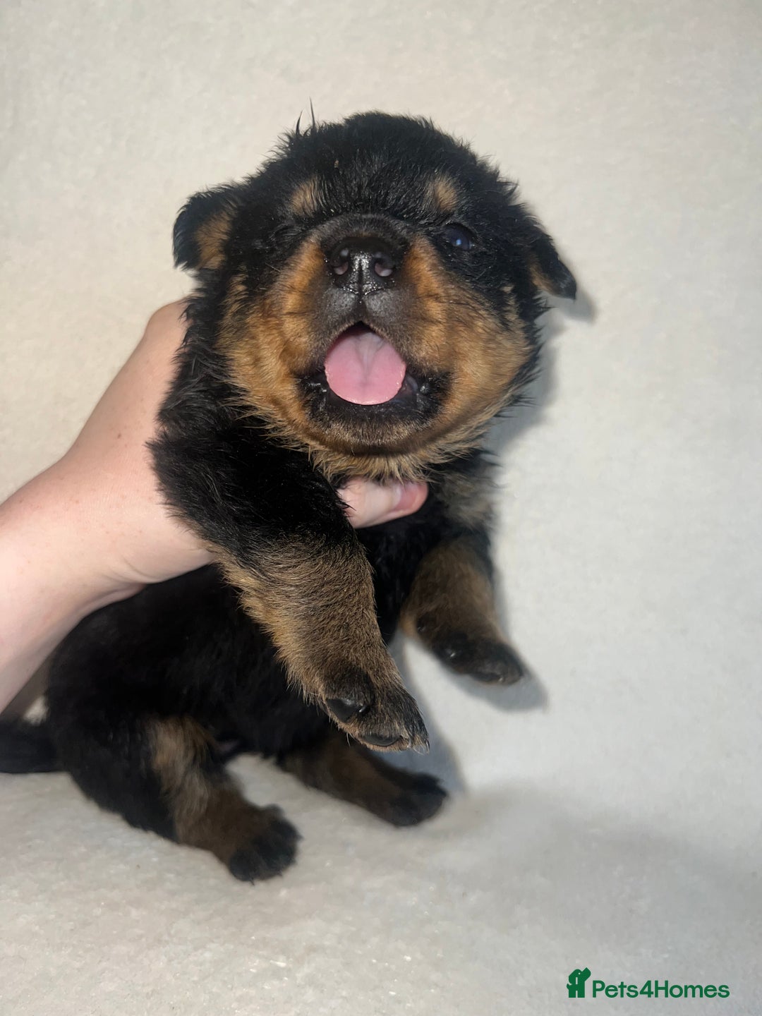 Rottweiler dogs for sale: Stunning Rottweiler puppies  - Image 14