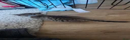 Mixed Breed cats for sale: 3 tabby kittens - Advert 4