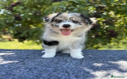 Border Collie dogs for sale: Border Collie puppies looking their 5 ⭐️ home - Image 2