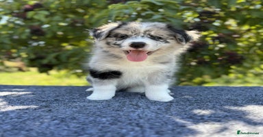 Border Collie dogs - Advert 2