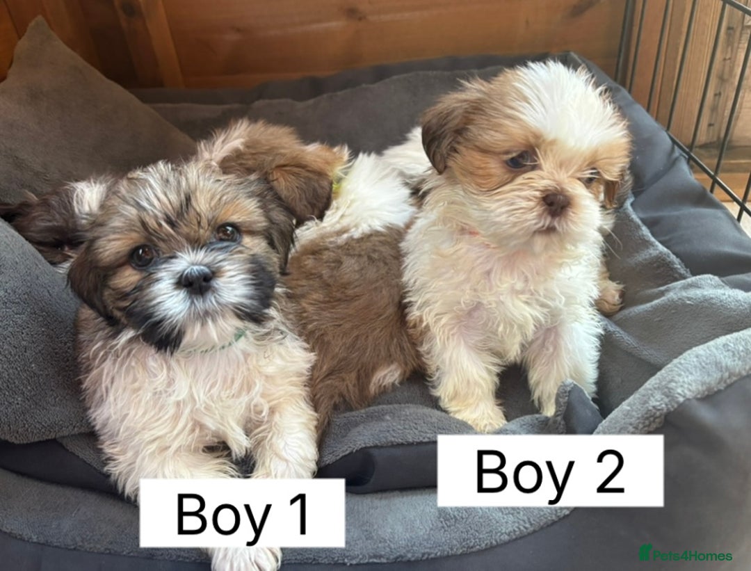 Shih Tzu dogs for sale: Four shih tzu boy puppy’s for sale. - Image 5