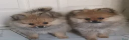 Pomeranian dogs for sale: KC registered pomeranian puppies for sale  in Pontefract - Advert 1