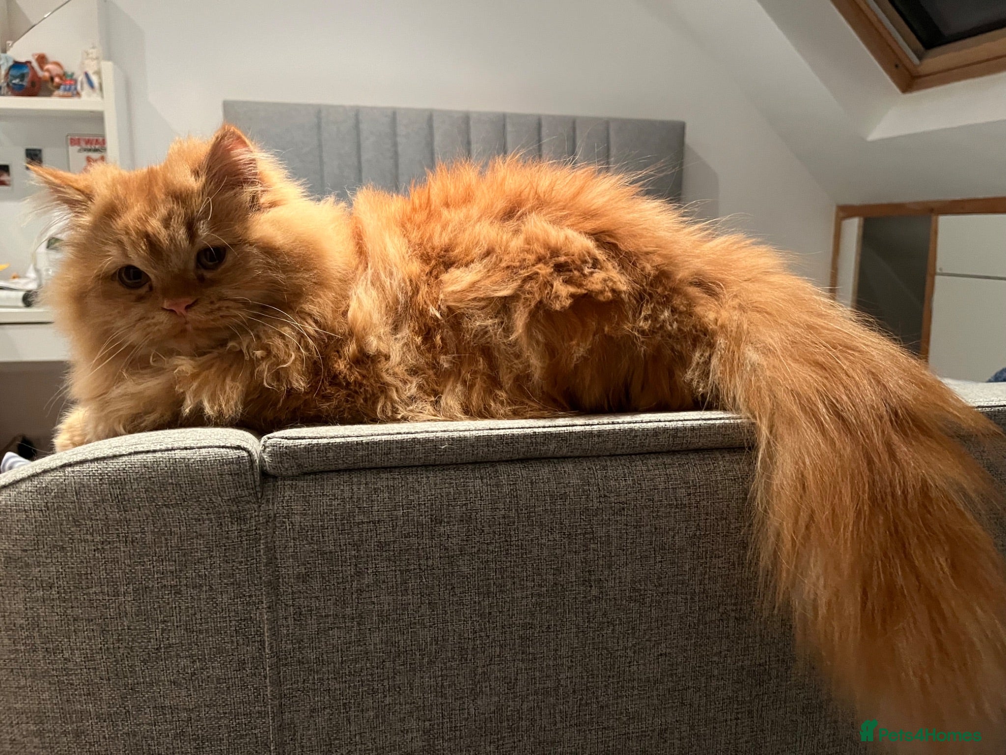 Persian cats 1 full persian and 2 mixed with British longhair  - Advert 9