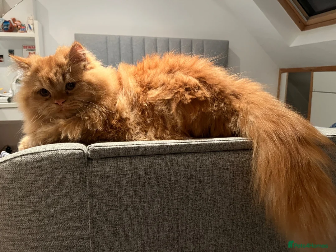 Persian cats for sale: 1 full persian and 2 mixed with British longhair  in Morden - Advert 1