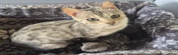 Bengal cats for sale: Bengal x British shorthair - Advert 1