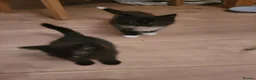 Russian Blue cats for sale: Russian Blue x Main coon - Advert 5
