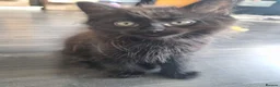 Mixed Breed cats for sale: Lovely kittens  - Advert 3