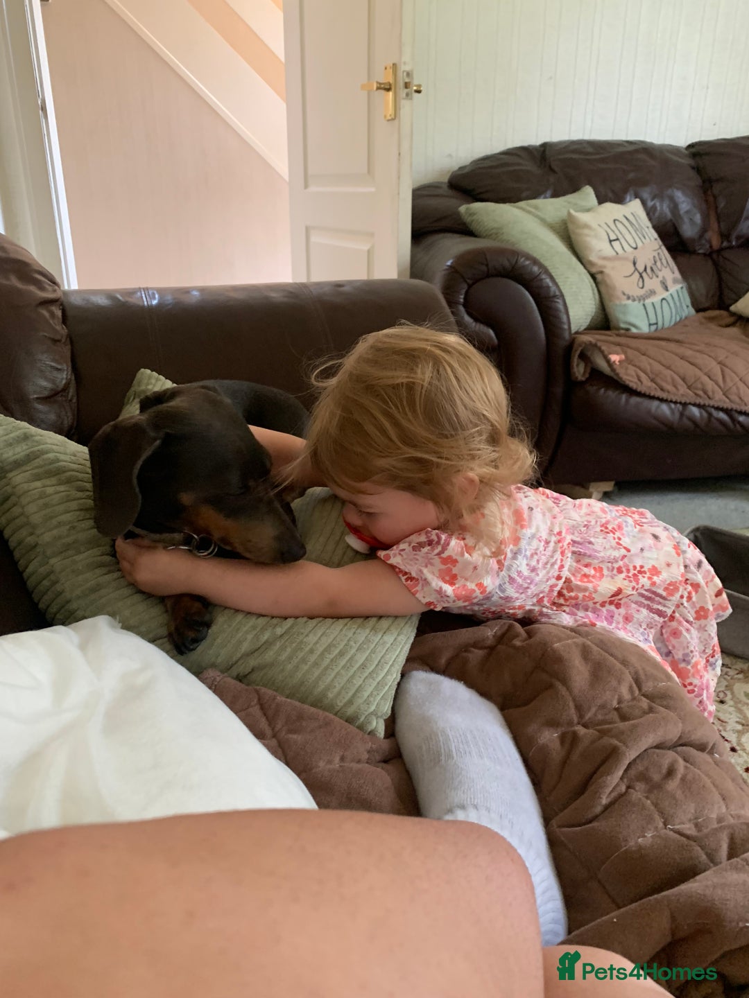 Miniature Dachshund dogs for sale: Miniature dachshund  - Image 3
