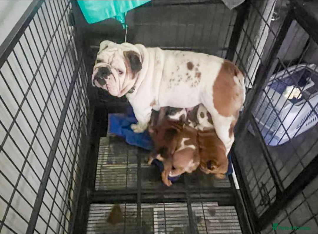 English Bulldog dogs for sale: English Bulldog puppies in Southsea - Advert 1