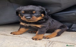 Rottweiler dogs for sale: Rottweiler Puppies in Great Yarmouth - Image 29