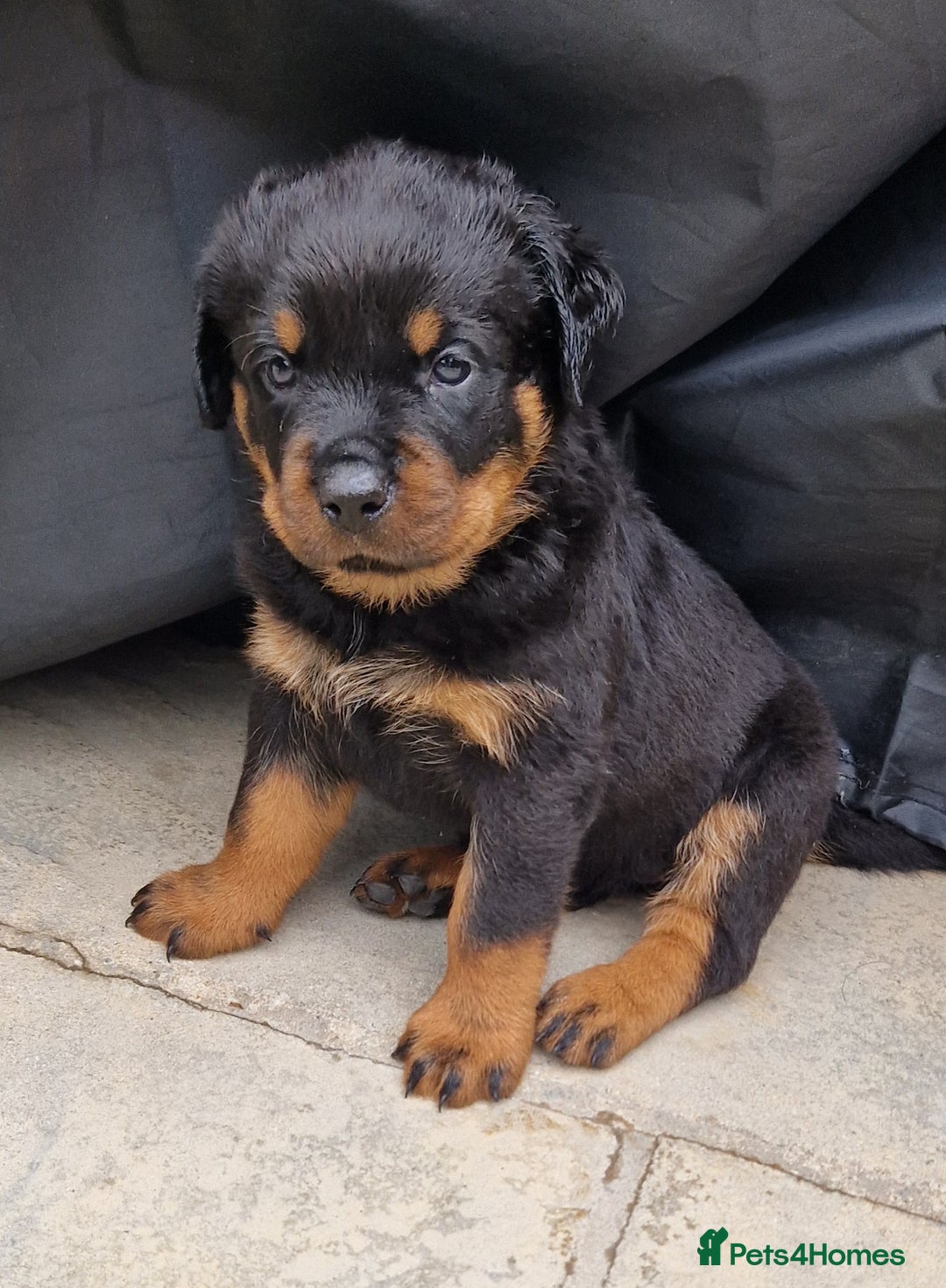 Rottweiler dogs for sale: Rottweiler Puppies in Great Yarmouth - Image 29