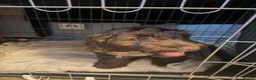 Cockapoo dogs for sale: Beautiful Chocolate Cockapoo Puppy 15 Weeks Old - Advert 3