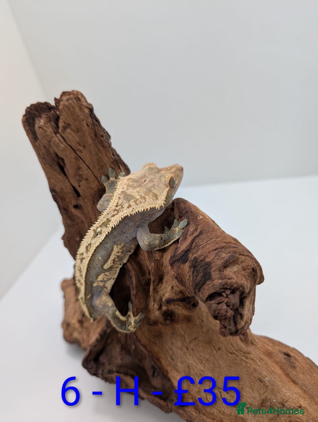Gecko reptiles for sale: Adult Crested Geckos - Image 7