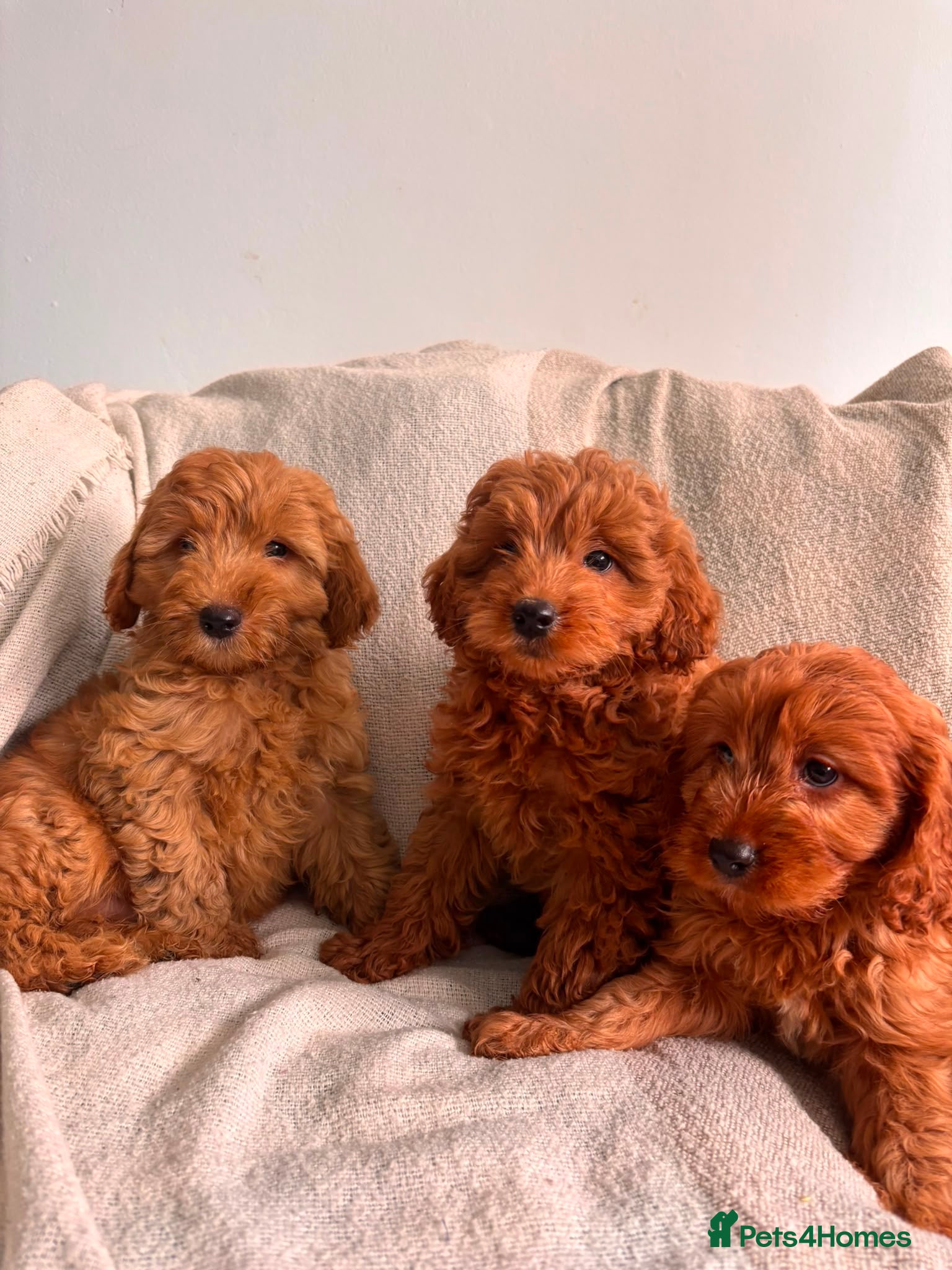 Cavapoo dogs Last 3 Beautiful F1b Cavapoo (Fox-Red) - Advert 1