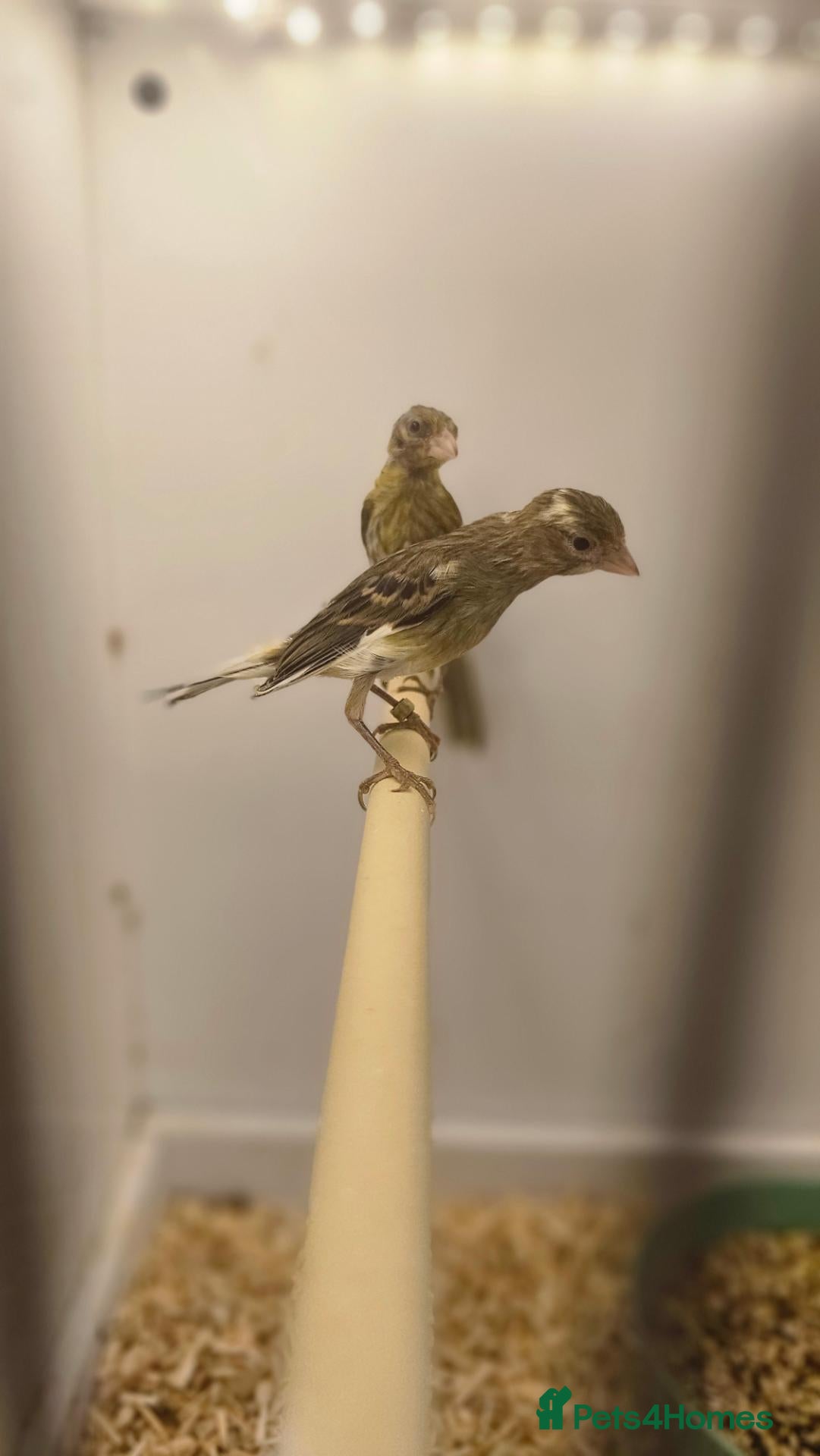 Canaries birds Canaries for sale  - Advert 10
