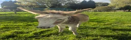 Donkey livestock for sale: Female Donkey Foal for Sale - Advert 8