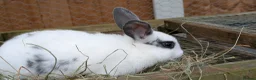 Mixed Breed rabbits for sale: Mini Rex cross kits  in Woodbridge - Advert 4