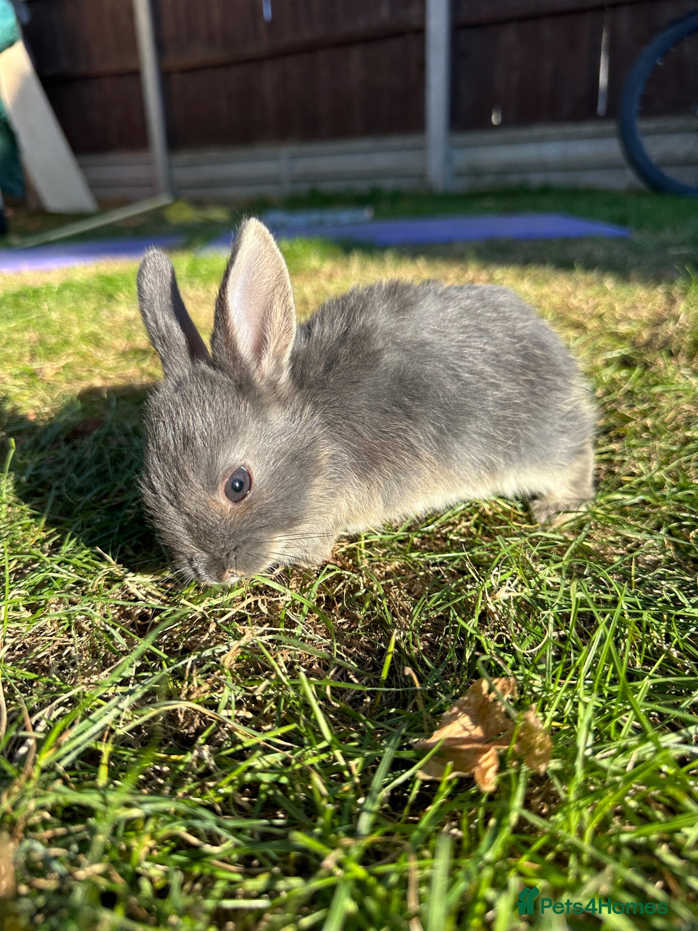 Mixed Breed rabbits Beautiful Dwarfs lops (Ready to go)  - Advert 2