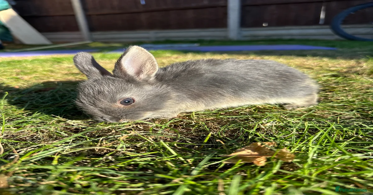 Lop Mixed Breed Rabbits for Sale for sale | Pets4Homes