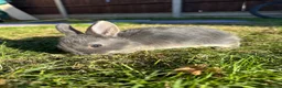 Mixed Breed rabbits for sale: Beautiful Dwarfs lops (Ready to go)  - Advert 1