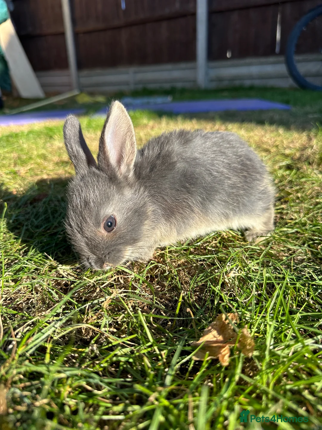 Mixed Breed rabbits for sale: Beautiful Dwarfs lops (Ready to go)  - Advert 1